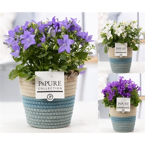 Campanula Mix Pure Valerie