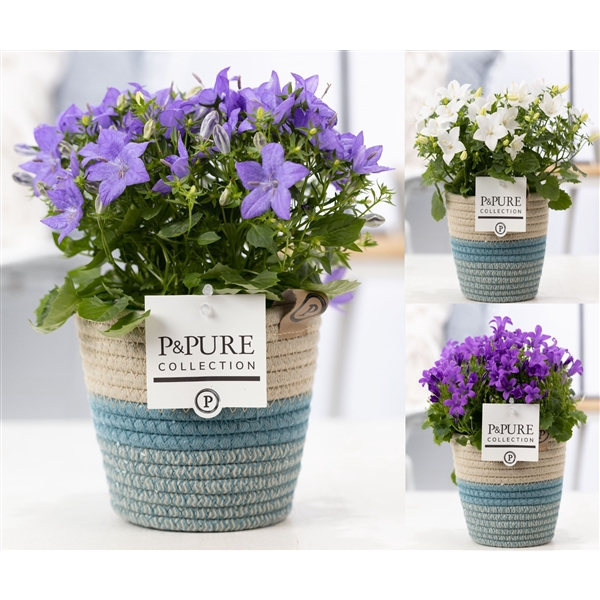 <h4>Campanula Mix Pure Valerie</h4>