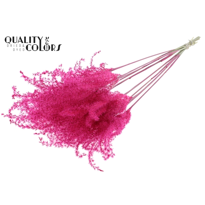 <h4>Miscanthus 5 pcs/bunch Cerise</h4>