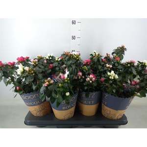 Rhododendron sim. 'Hor Collec' .mix