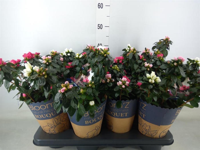 <h4>Rhododendron sim. 'Hor Collec' .mix</h4>