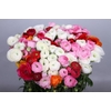 Ranunculus Elegance Rainbow