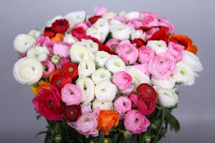 Ranunculus Elegance Rainbow