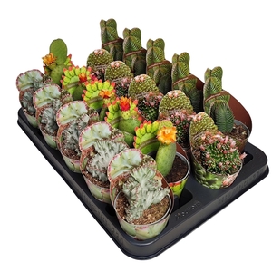 MIX CACTUS AND SUCCULENTS IN A ROW POT Ø 6,5 - SHAPED POTCOVER (CACTUS EN SUCCULENTEN)