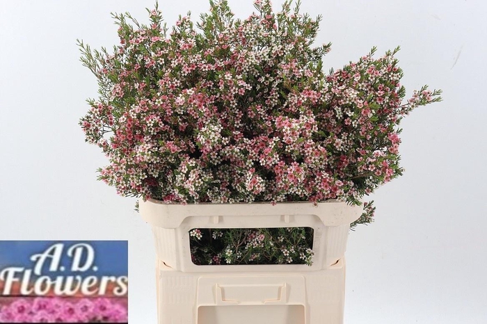 <h4>CHAME UN MY SWEET 16</h4>