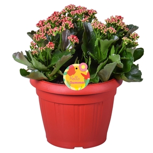 Hello Summer Kalanchoe Blossfeldiana in Patiopot Rood