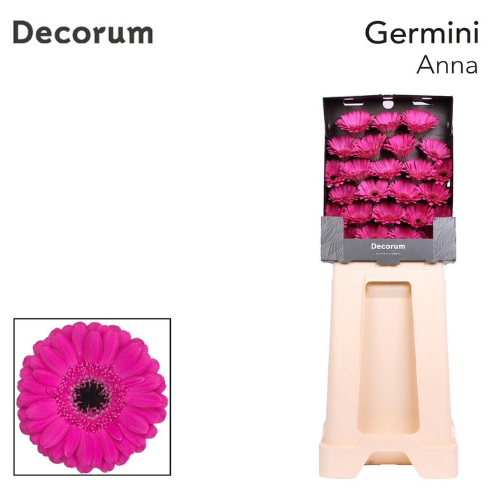 <h4>Germini Anna Diamond</h4>
