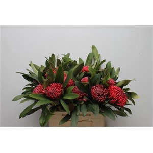 Protea Waratah