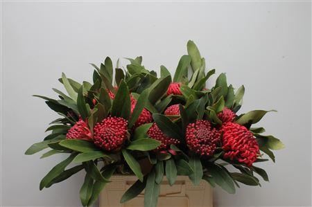 <h4>Protea Waratah</h4>