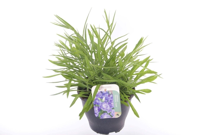 Campanula persicifolia Takion Blue