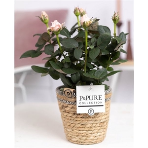 Rosa light pink in P&PURE Basket 6