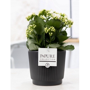 Kalanchoe white in P&PURE Liv ceramics matt black