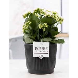 Kalanchoe white in P&PURE Liv ceramics matt black