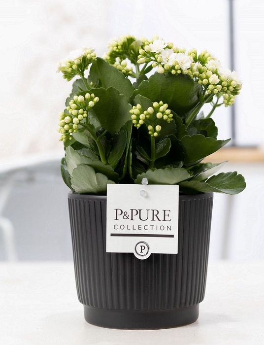 <h4>Kalanchoe white in P&PURE Liv ceramics matt black</h4>