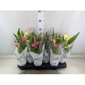 Zantedeschia   ...mix