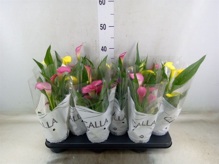 <h4>Zantedeschia   ...mix</h4>
