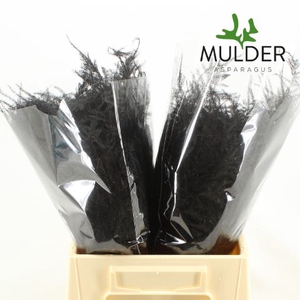 Snijgroen Black 1e Veren