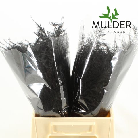<h4>Snijgroen Black 1e Veren</h4>
