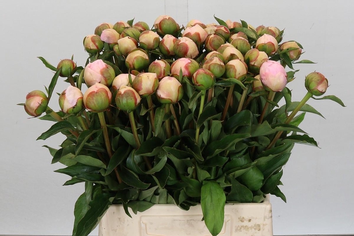 <h4>Paeonia Alertie</h4>