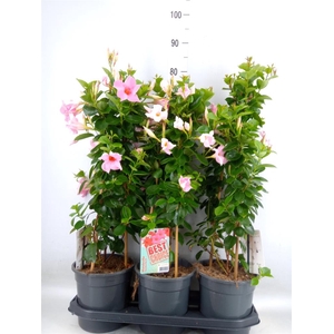 Mandevilla am. 'Sundav White'