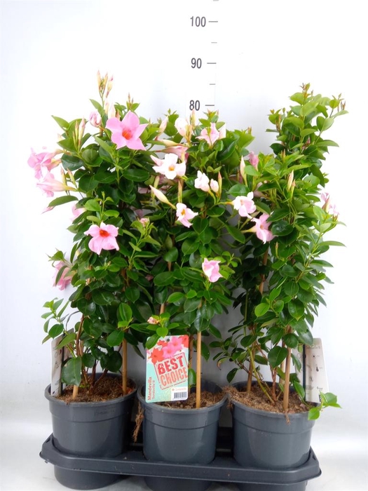 <h4>Mandevilla am. 'Sundav White'</h4>