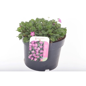 Erodium var. Bishop's Form