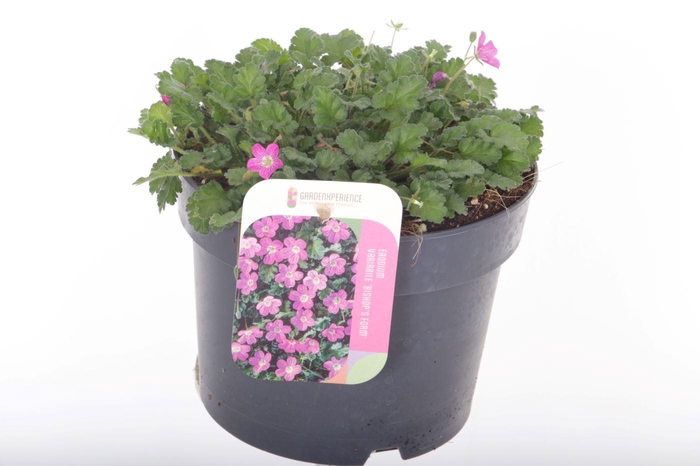 <h4>Erodium var. Bishop's Form</h4>
