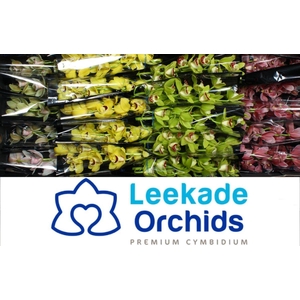 CYMB MI SPRING MIX Leekade X10