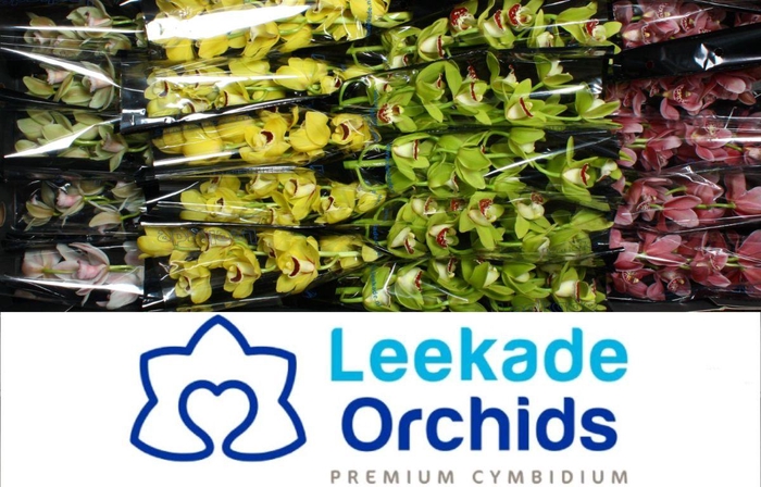 <h4>CYMB MI SPRING MIX Leekade X20</h4>