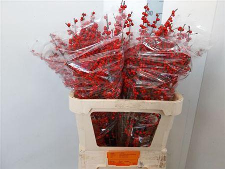 <h4>Ilex Ve Rode Bes</h4>