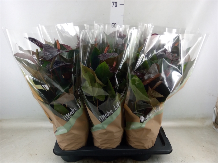 <h4>Anthurium andr. 'Beauty Black'</h4>