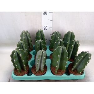 Cereus   ...