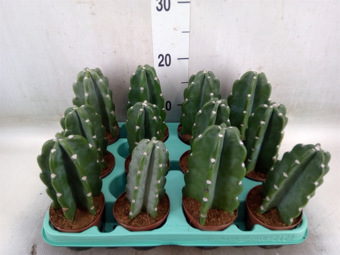 <h4>Cereus   ...</h4>
