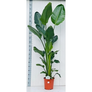 STRELITZIA NICOLAI