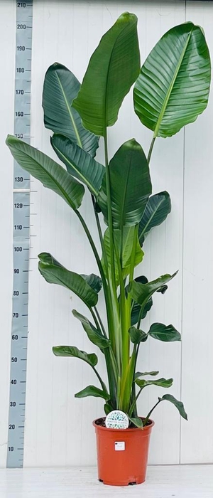 <h4>STRELITZIA NICOLAI</h4>