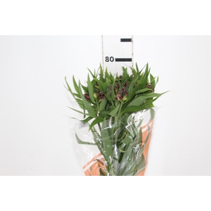 ALSTROEMERIA POMPEII 080 CM