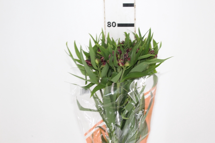 <h4>ALSTROEMERIA POMPEII 080 CM</h4>