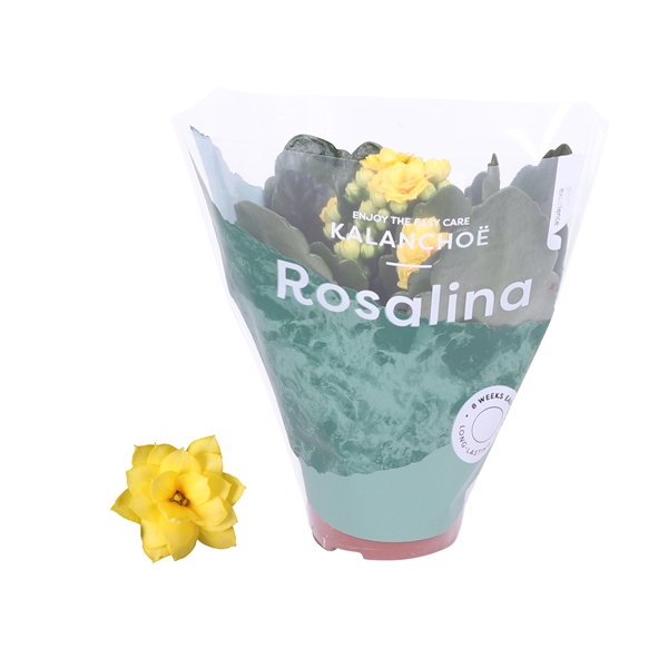 <h4>Kalanchoe Rosalina 06cm Don Amarillo geel</h4>