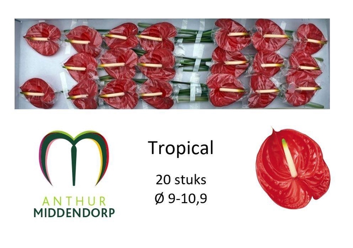 <h4>Anth A Tropical</h4>