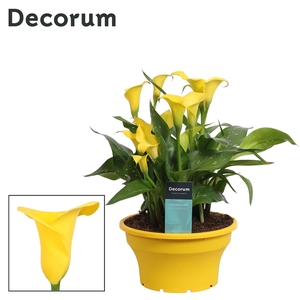 Zantedeschia Geel in ton-sur-ton Schaal Ariel (Decorum)