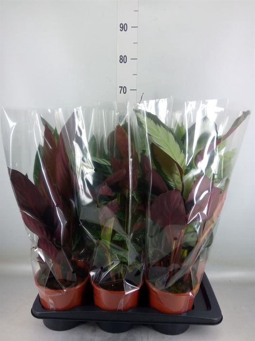 <h4>Calathea ...mix</h4>