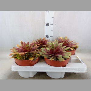 Succulents   ...
