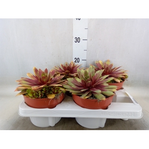 Succulents   ...