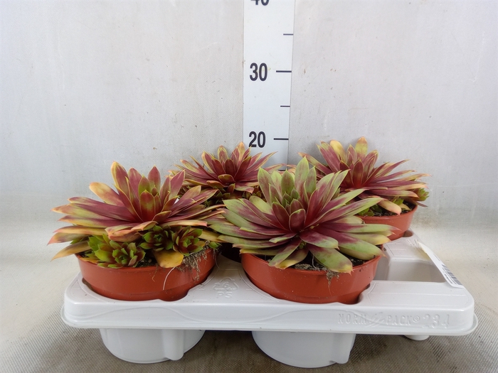 <h4>Succulents   ...</h4>