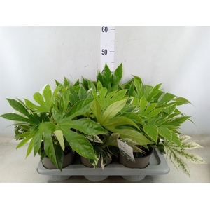 Fatsia japonica 'Variegata'