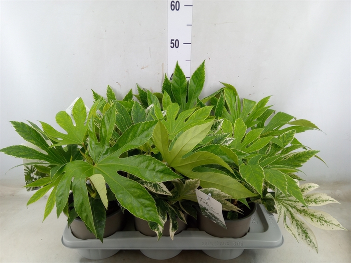 <h4>Fatsia japonica 'Variegata'</h4>