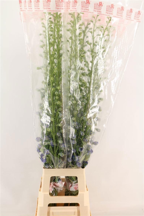 <h4>DELPH DU AURORA BLUE</h4>