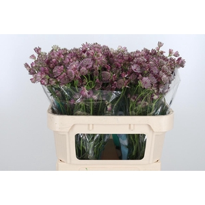 Astrantia Star Of Africa