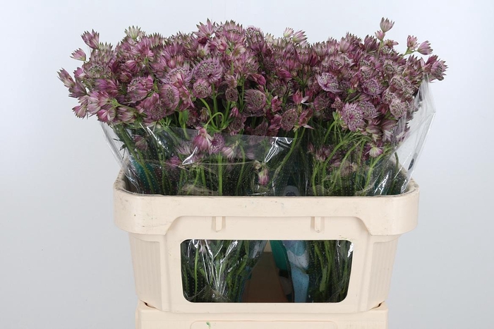 <h4>Astrantia Star Of Africa</h4>