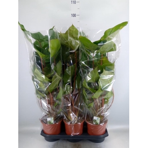 Homalomena rubescens 'Maggy'
